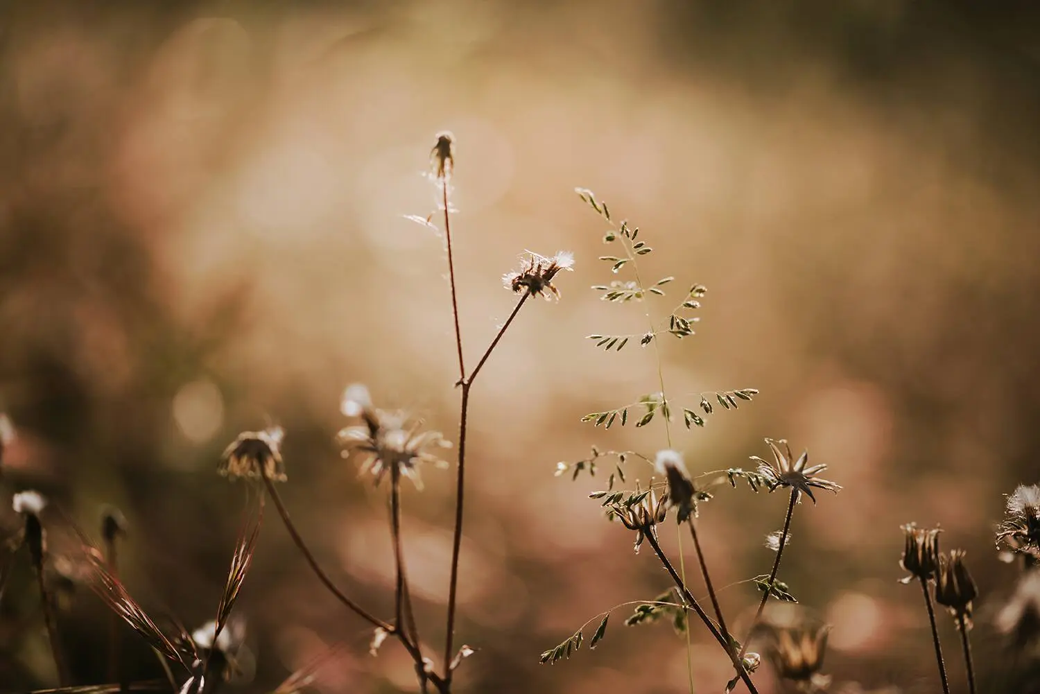 Seed heads in a field backlit by golden haze
